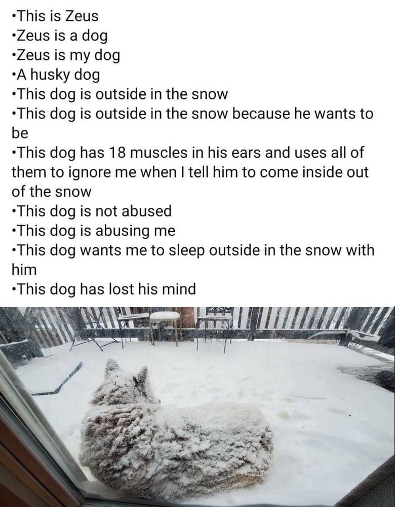 A picture of a dog laying outside in the snow, his fur is covered in snow as well. The bullet points are:
•this is Zeus 
• Zeus is a dog
• Zeus is my dog
• a husky dog
•This dog is outside in the snow
• this dog is outside in the snow because he wants to be
• This dog has 18 muscles in his ears, and uses all of them to ignore me when I tell him to come inside out of the snow
• this dog is not abused
• this dog is abusing me
• this dog wants me to sleep outside in the snow with him
• this dog has lost his mind