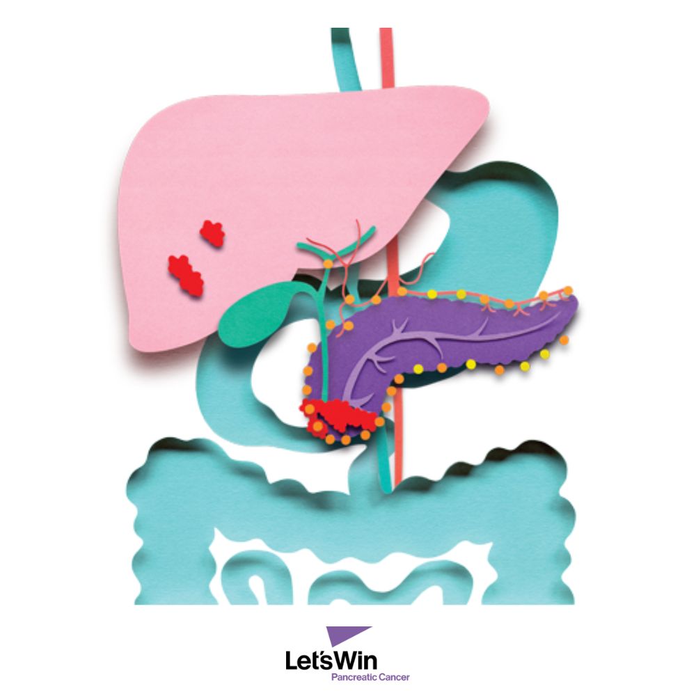 Colorful paper cut-out illustration showing different organs including the liver and pancreas, on a white background, for Let's Win Pancreatic Cancer.