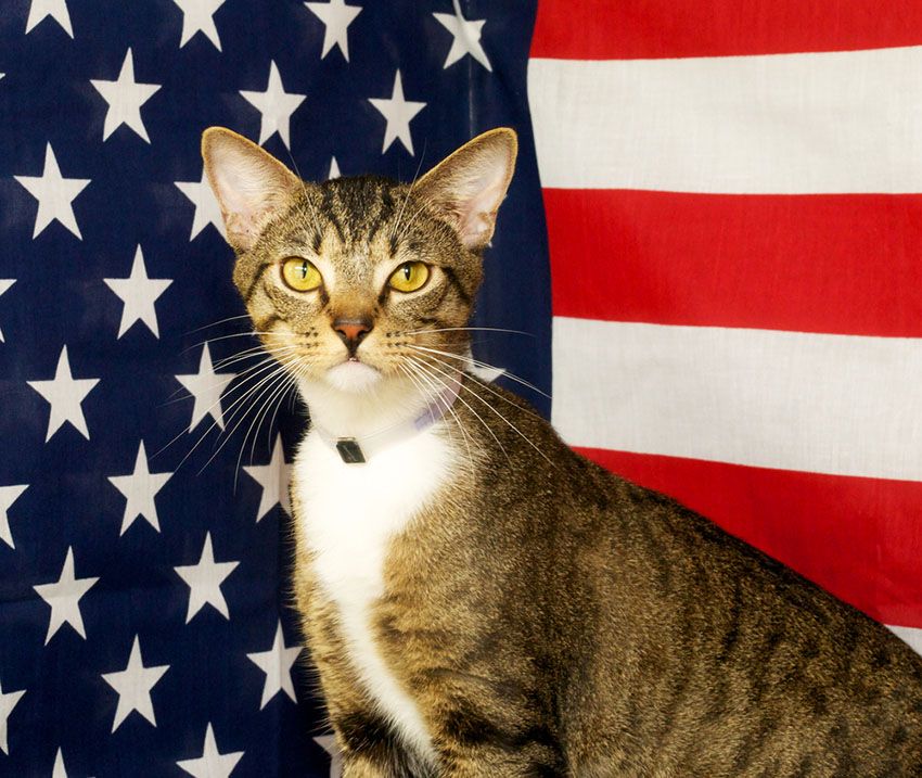 Photo d'un chat devant le drapeau étatsunien