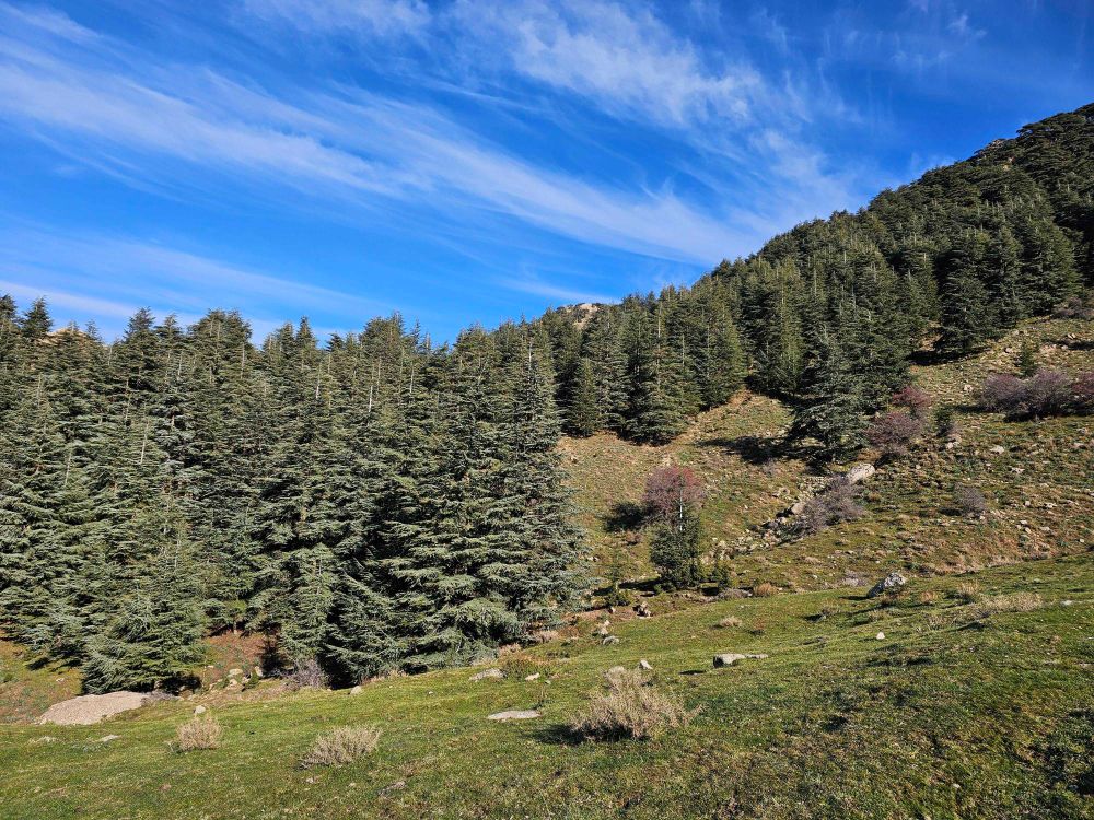 Tala guilef, parc national du djurdjura.