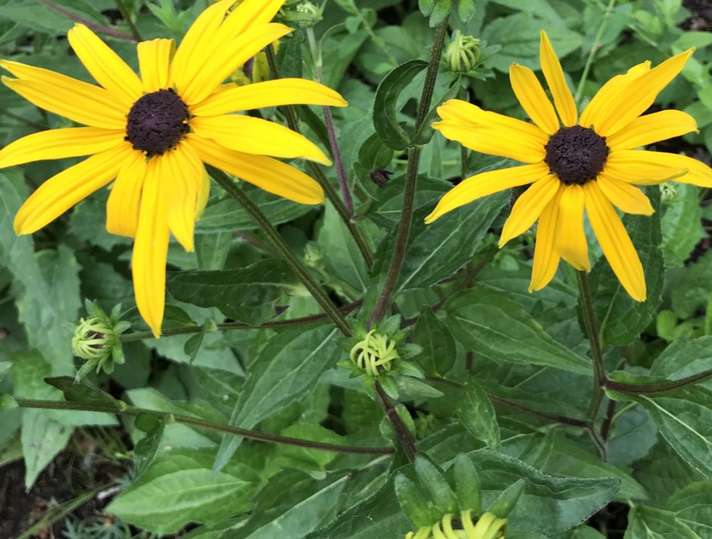 a black-eyed susan with two glaring eyes glistening angrily with the juices of trapped bumblebees