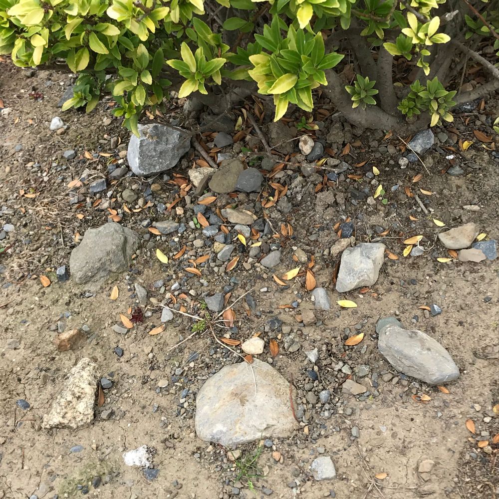 a strange spiderlike creature emerges from the ground at the centre of a stone circle arranged on dusty, dry earth