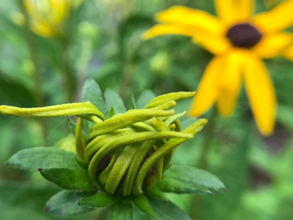 a black-eyed susan with one winking eye