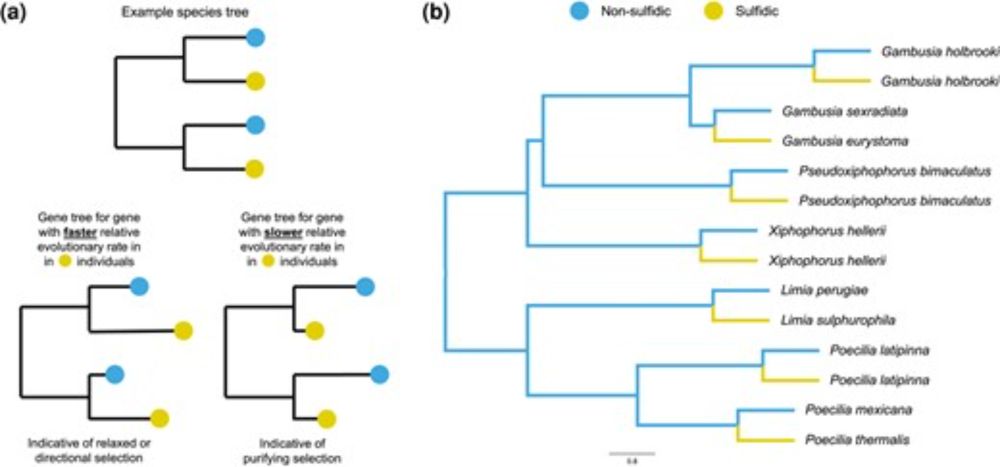 Evolutionary Rate Shifts in Coding and Regulatory Regions Underpin Repeated Adaptation to Sulfidic Streams in Poeciliid Fishes