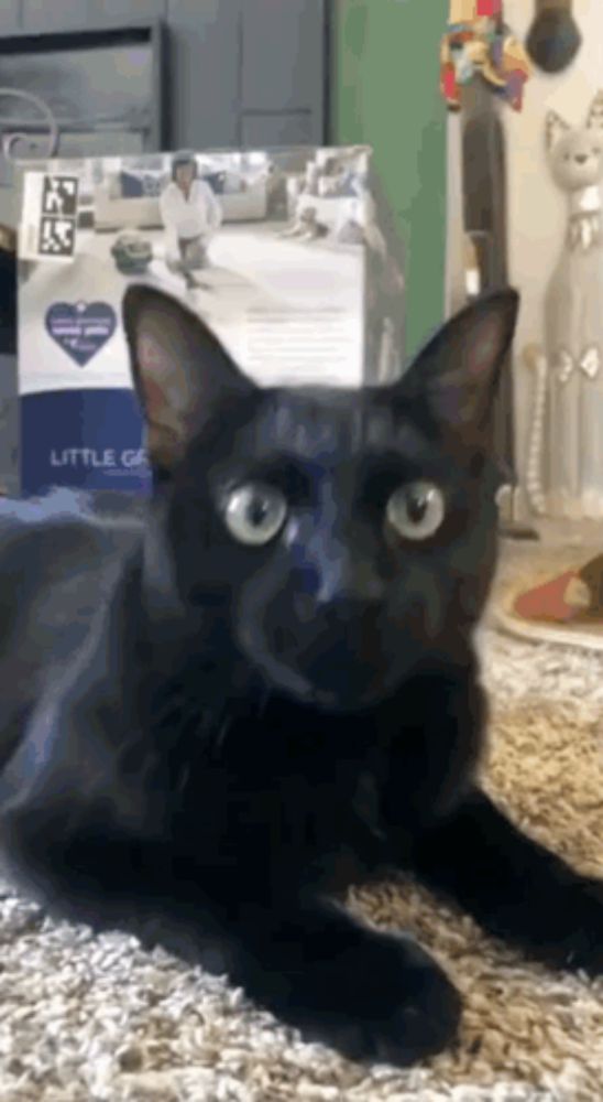 a black cat is laying on a carpet in front of a box that says little genius