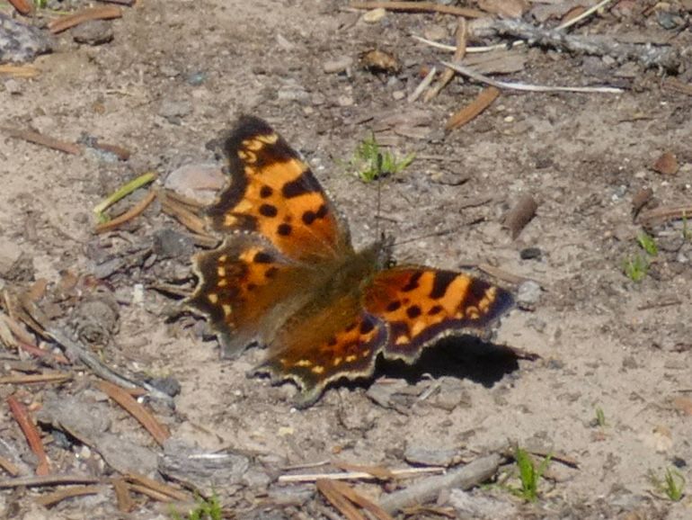 A green comma butterfly on the ground
