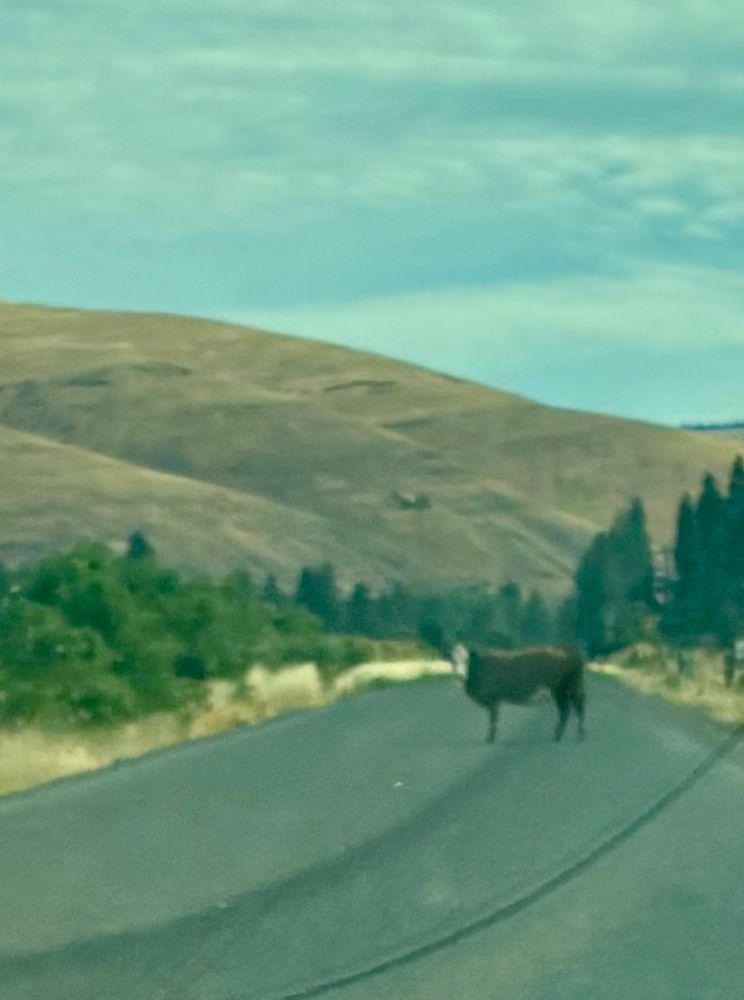  View through a dirty windshield of a brown cow with a white face. The cow is standing in the middle of a paved but rural road. 