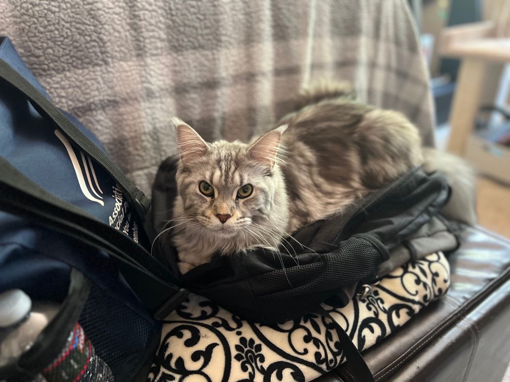 Maine coon cat lying on a suitcase. 