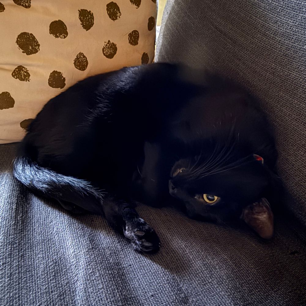 A black cat lays curled on the couch, looking deceptively peaceful with one eye wide open.
