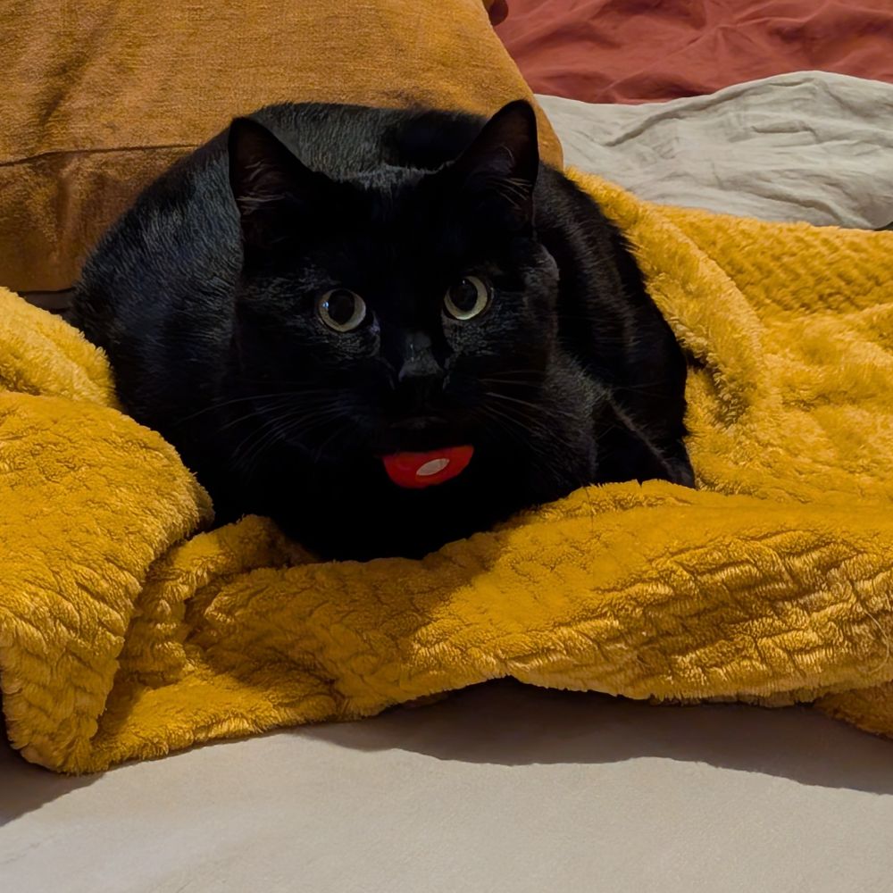 A black cat sits on a bed, looking innocent among gold coloured blankets and pillows.