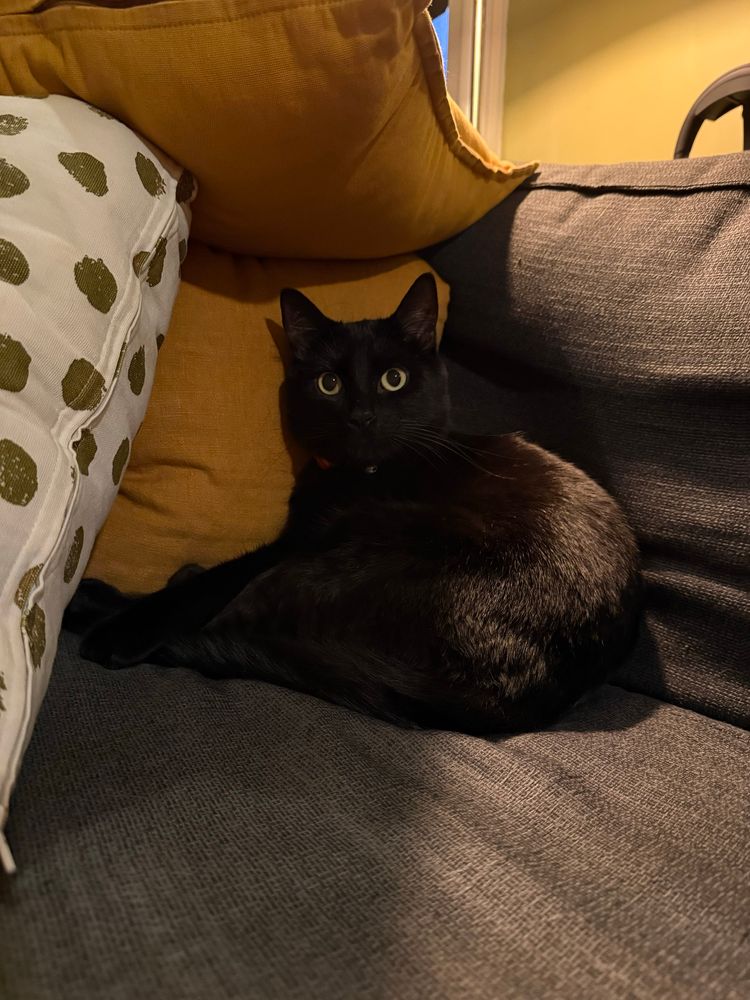 A black cat lays against a pile of pillows that make up a little fort.