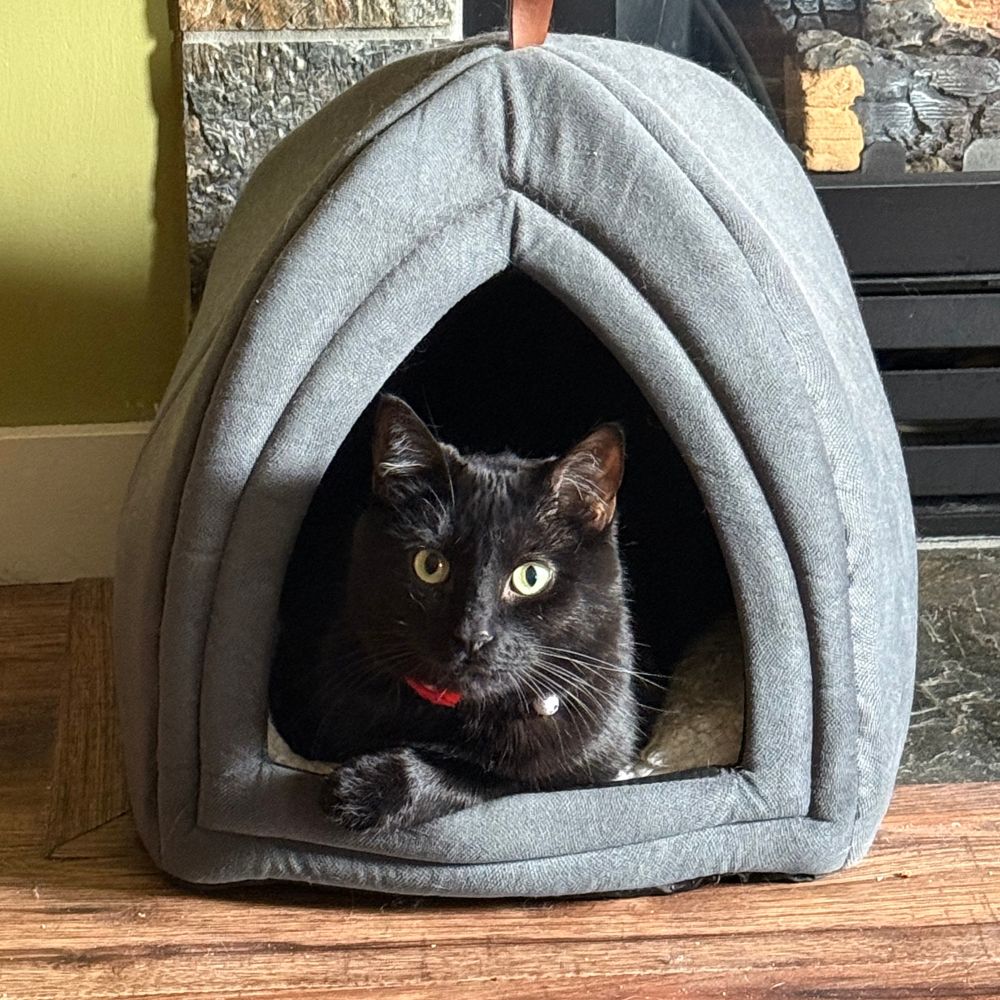 A black cat sits proudly in his little house bed.