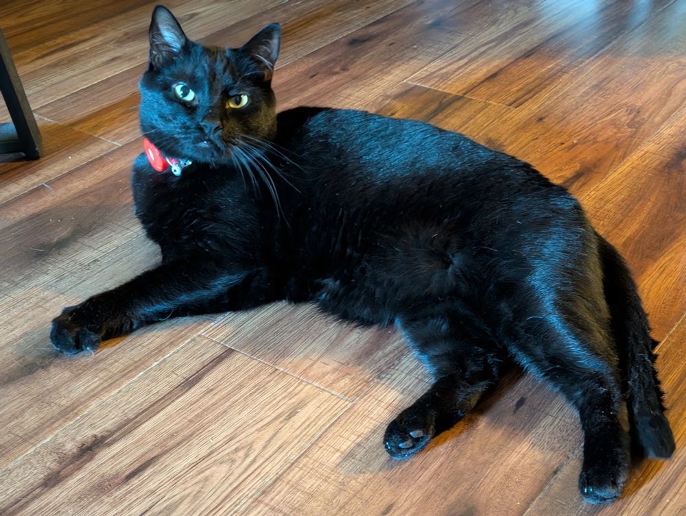 A black cat lays flopped on the floor while serving face.