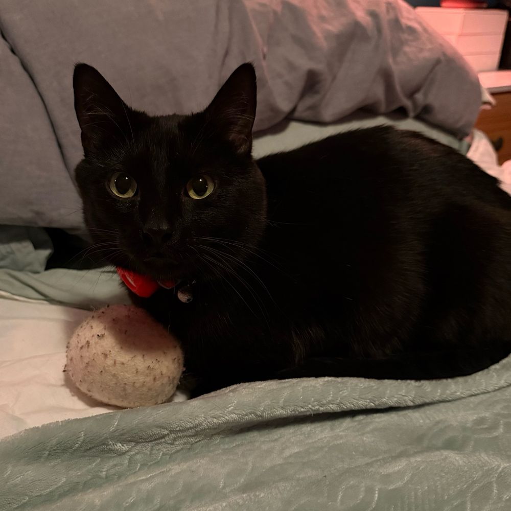 A black cat lays next to his beloved egg (a dryer ball)