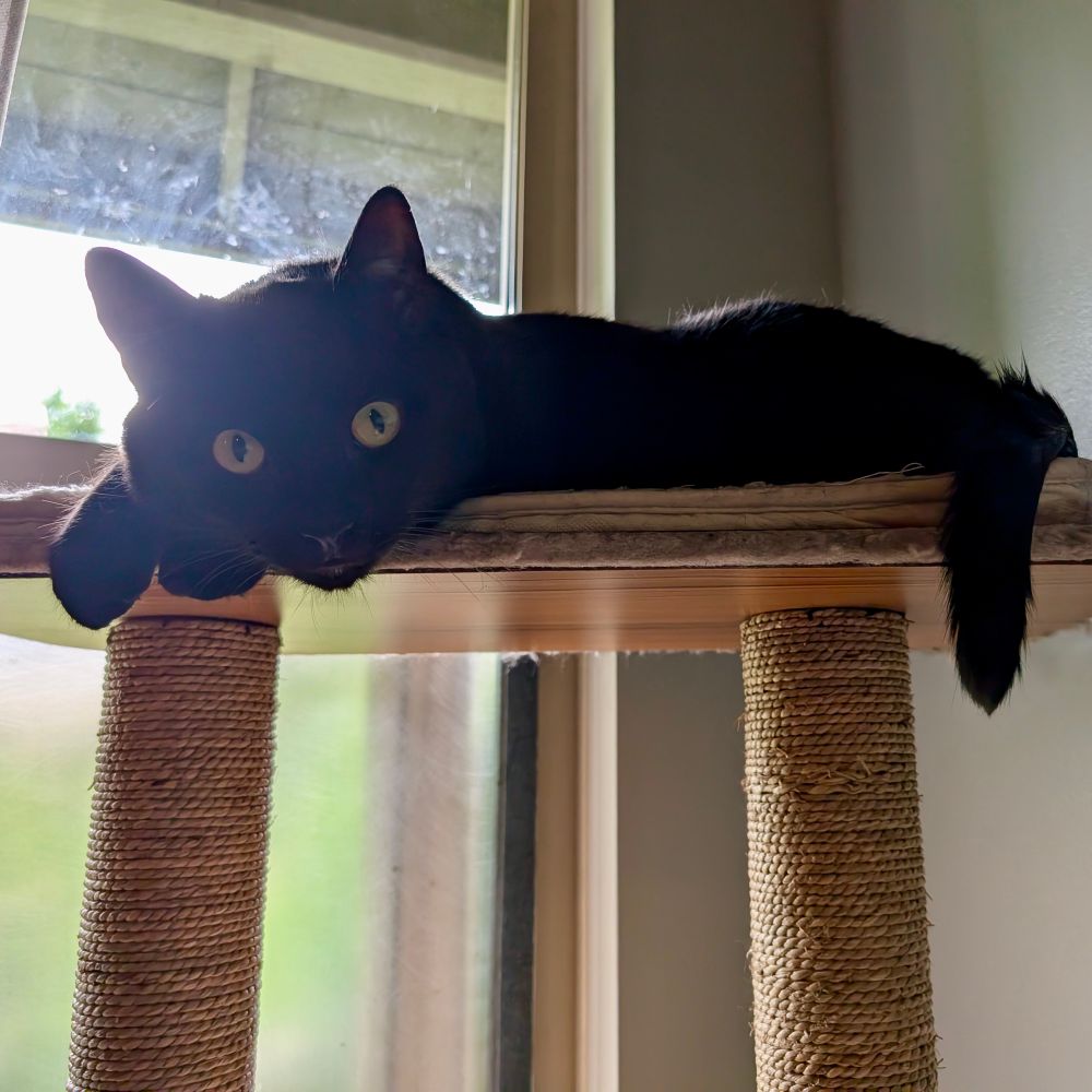 A black cat lays flopped, his head resting on paws, on the edge of the uppermost tier of his cat tree.