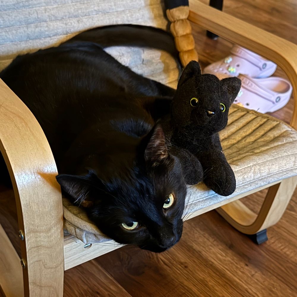 A black cat glares from atop a child-sized chair, his one paw wrapped around a small stuffy of a black cat.
