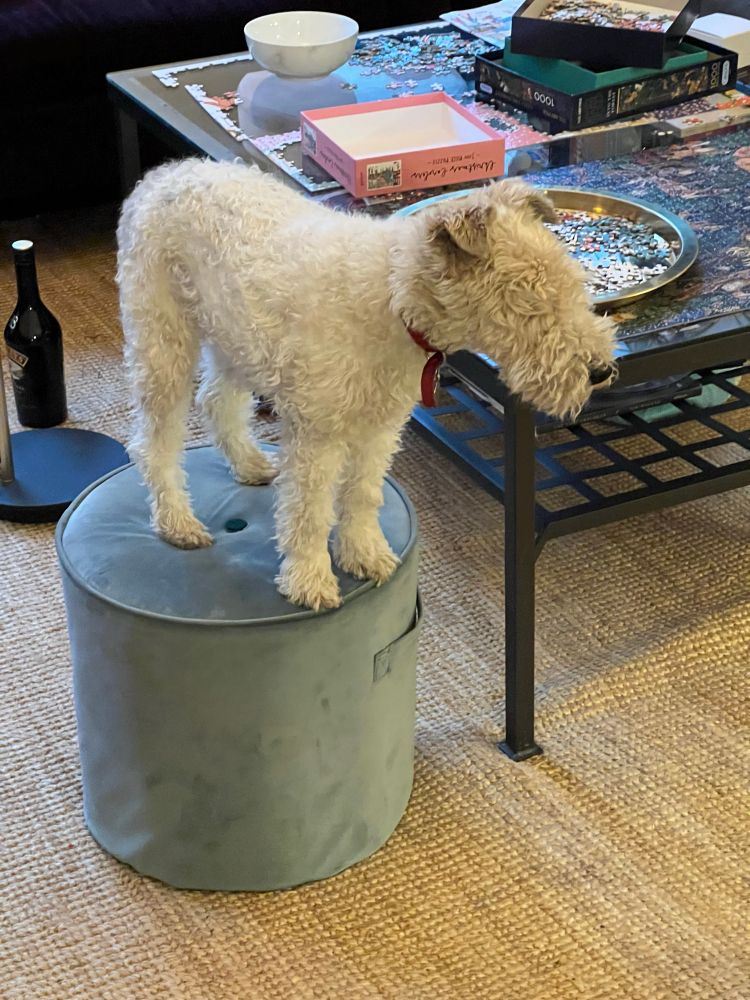 Photo of Nutmeg standing on all fours on top of a small cylindrical stool