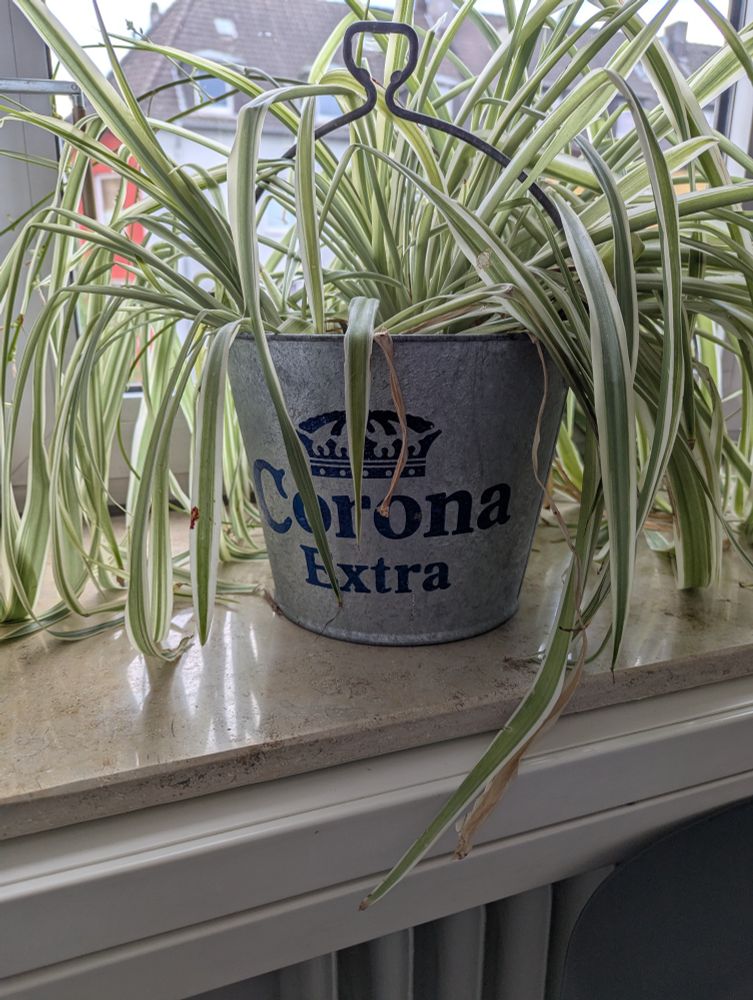 Blumenkübel mit Pflanze darin, Aufschrift auf dem Kübel "Corona extra"