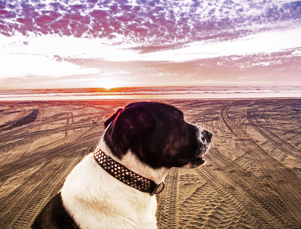 dog at the beach