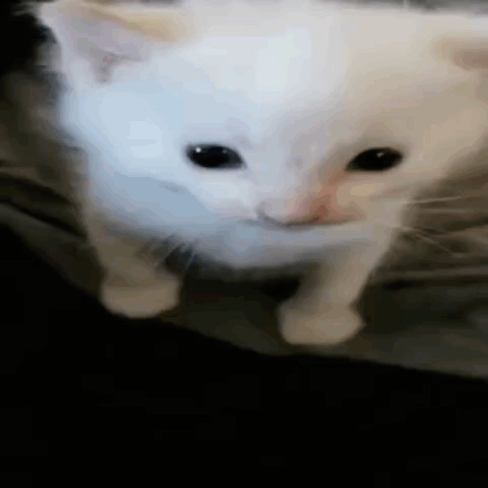 a white kitten with black eyes is looking at the camera