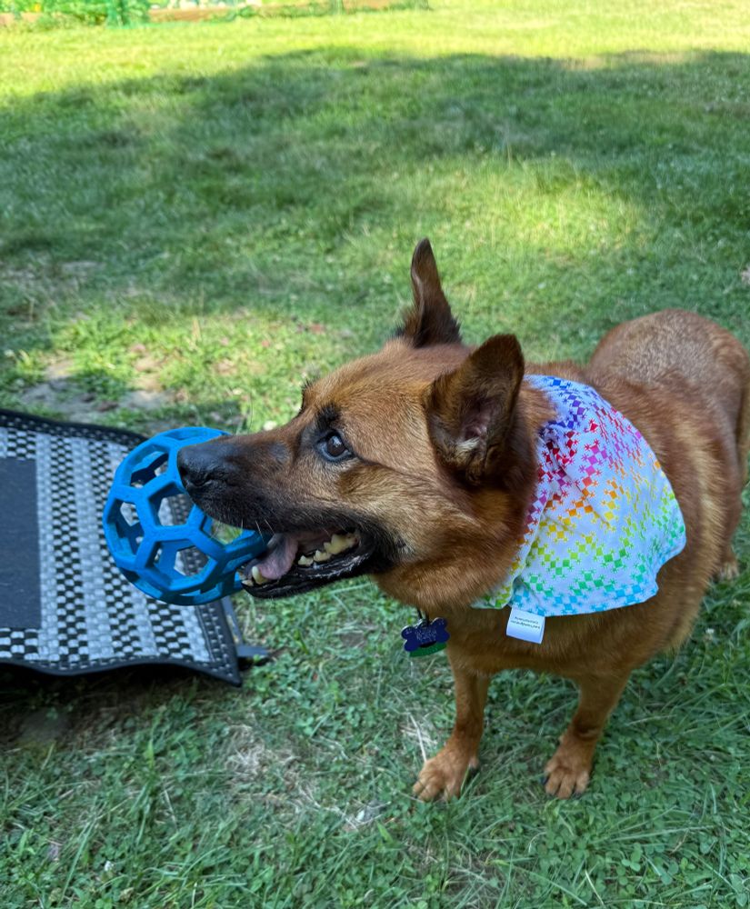 An elderly reddish-brown medium dog with a black snout and pointy ears, holding a blue ball while wearing a rainbow colored bandana outdoors