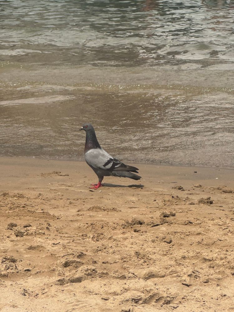 A blue and grey pigeon stands regally on a golden sand beach with small waves lapping behind. 