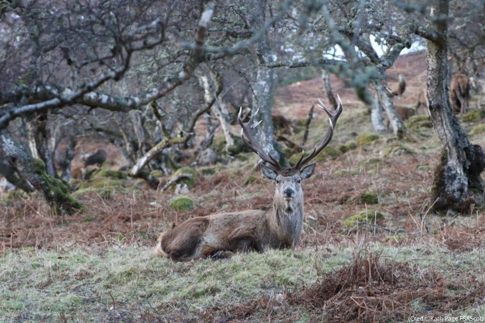Deer looking at camera in a forest