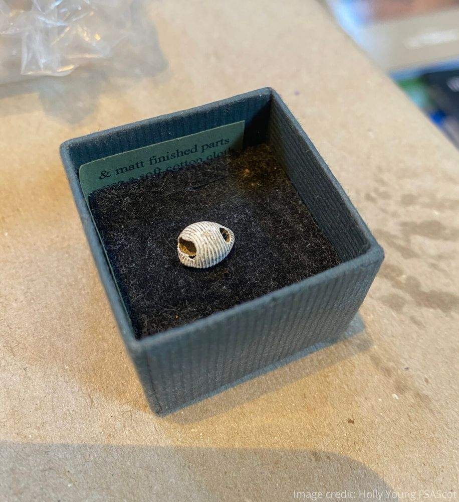 Shell in a box with holes that appear to have been created with a sharp implement or by making use of shells that have already been pierced by dog whelks