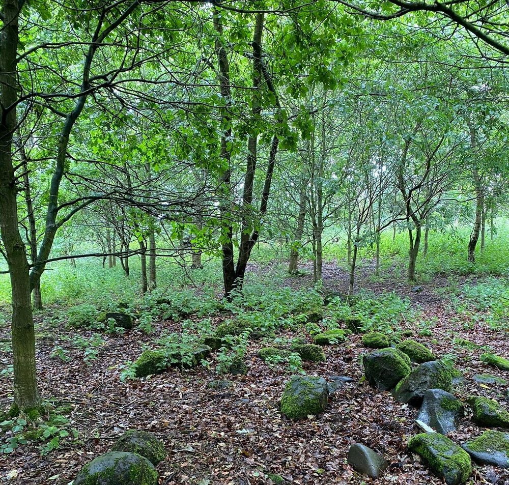 Forest with stones in the foreground