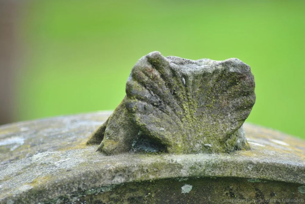 Headstone with a shell decoration on it 