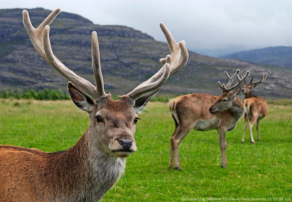 Photo of red deer stags in a green field close to the camera