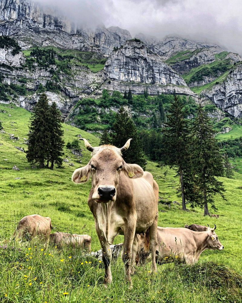 Eine braune Kuh steht auf einer grünen Alpweide im Vordergrund und blickt direkt in die Kamera. Im Hintergrund sind weitere Kühe zu sehen, darüber ragen steile, felsige Bergflanken auf, die teilweise von Nebel und Wolken verdeckt sind. Eine typische Schweizer Alpenszene bei leicht trübem Wetter.