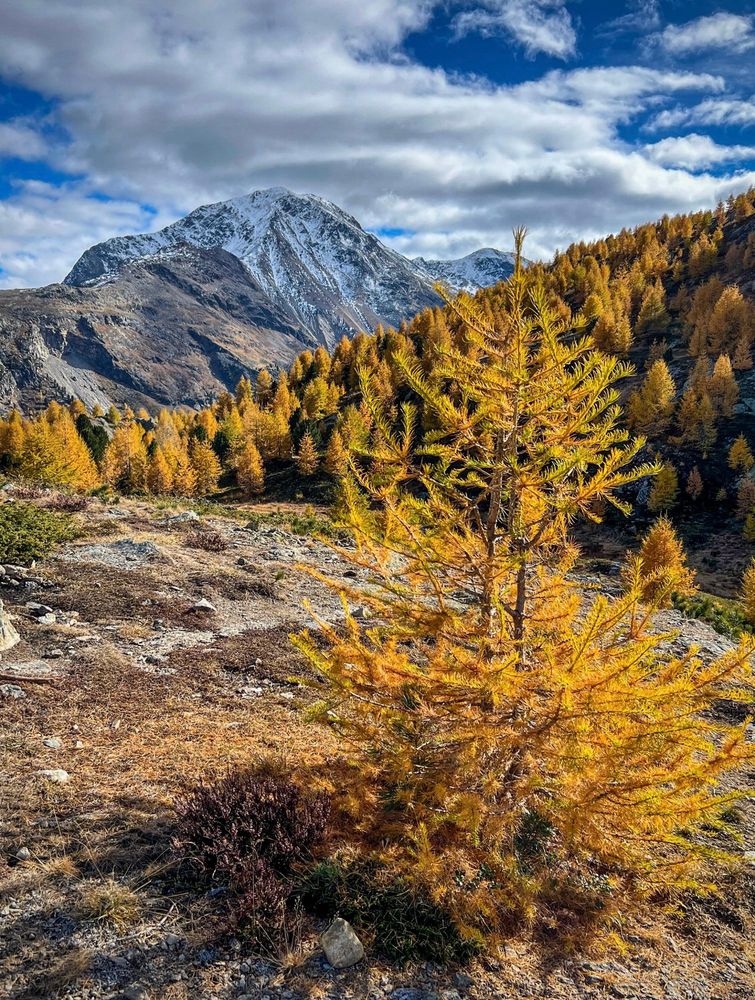 Im Vordergrund steht eine goldgelbe Lärche auf einem herbstlichen Berghang. Dahinter breitet sich ein Wald aus weiteren Lärchen in leuchtenden Herbstfarben aus. Im Hintergrund ragt ein hoher, schneebedeckter Berg unter einem leicht bewölkten blauen Himmel auf.