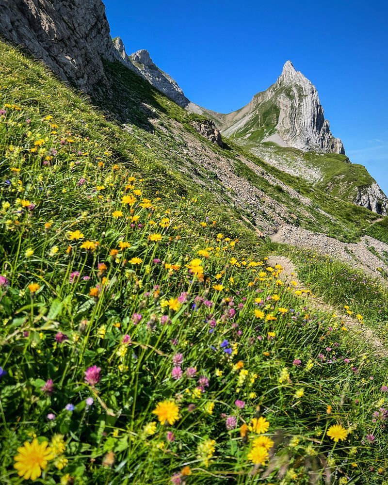 Bergwiese im Alpstein mit gelben und pinken Blumen im Vordergrund, dahinter ein schmaler Wanderpfad, der zum markanten Felsspitz des Öhrli führt. Der Himmel ist wolkenlos und tiefblau.