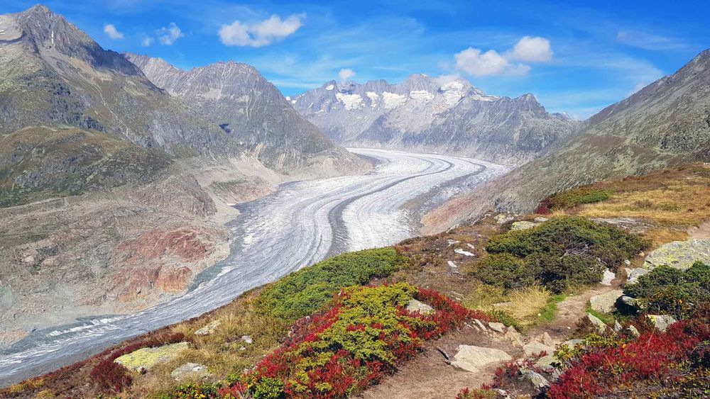 Blick auf den Grossen Aletschgletscher im Wallis an einem sonnigen Tag. Der Gletscher zieht sich in mehreren geschwungenen Eisströmen durch das breite Tal, umgeben von steilen, felsigen Bergen. Im Vordergrund wachsen farbenfrohe Alpenpflanzen in Rot, Grün und Gelb zwischen Felsen und Gras – ein Kontrast zur kargen Landschaft unterhalb der Gletscherzunge. Am blauen Himmel sind einzelne weisse Wolken zu sehen.