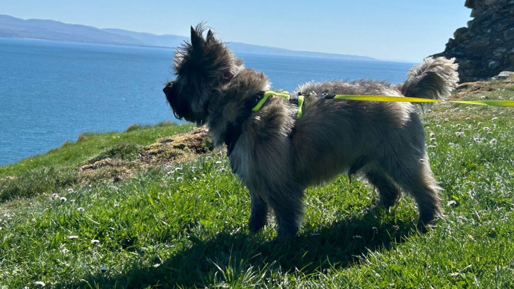 A grey Cairn Terrier stands in profile on a grassy cliff top. Behind him is a beautiful blue sea and a surprisingly blue sky for North Wales in early April.