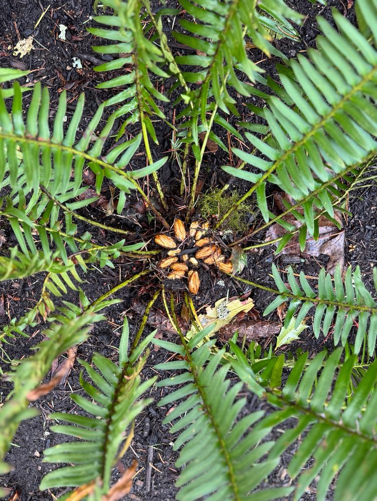 Western sword fern new fronds 