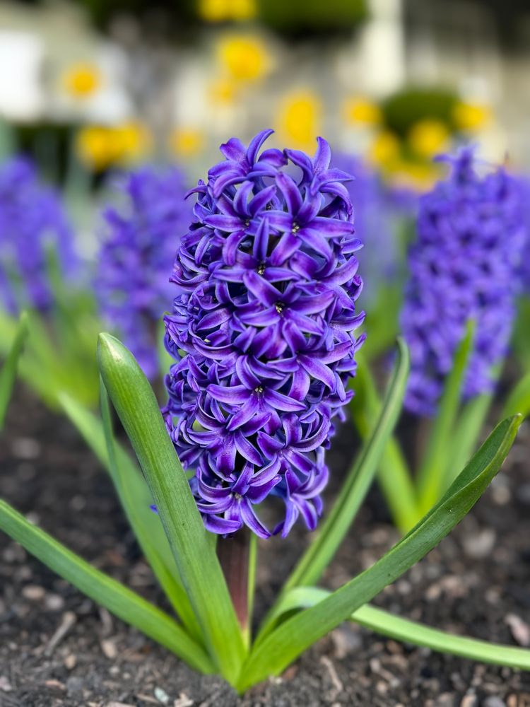 Purple hyacinth in full bloom. 
