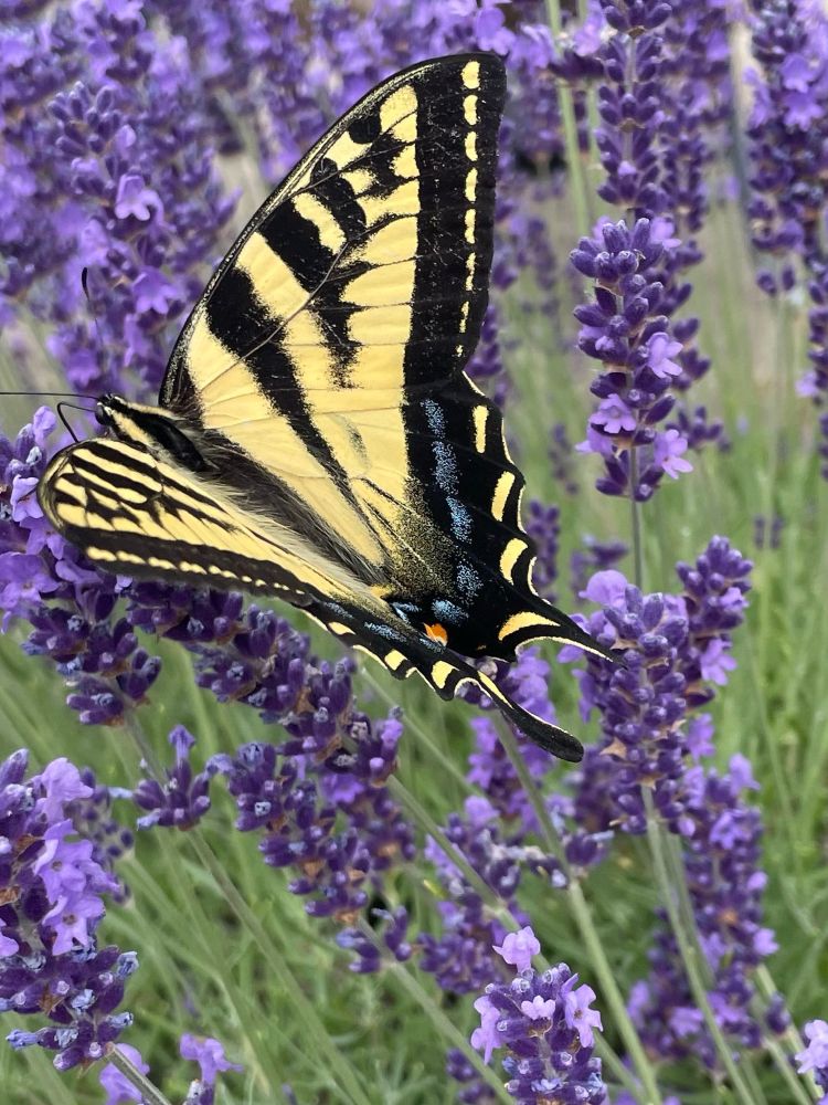 Western tiger swallowtail visiting English Lavender 