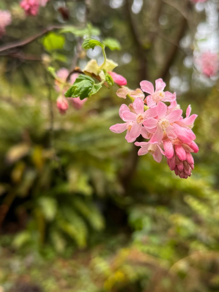 Blooming native Ribes sanguineum, also known as the red-flowering currant. 

