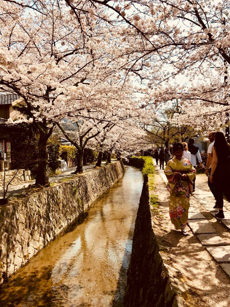 Cherry blossoms blooming in Japan