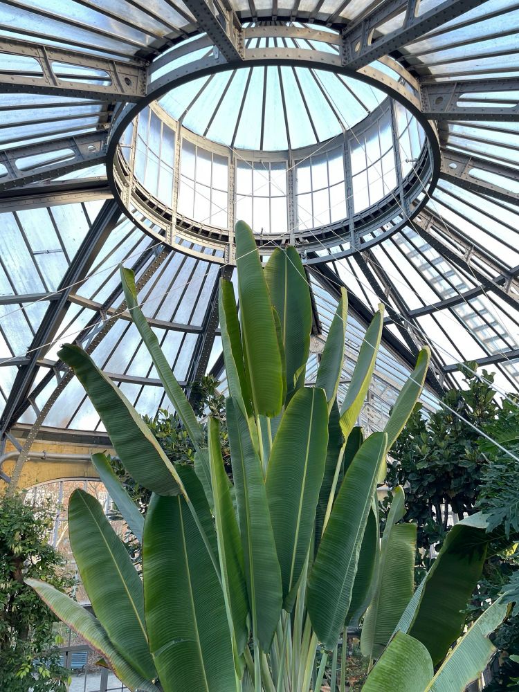 The giant Strelitzia in the hothouse