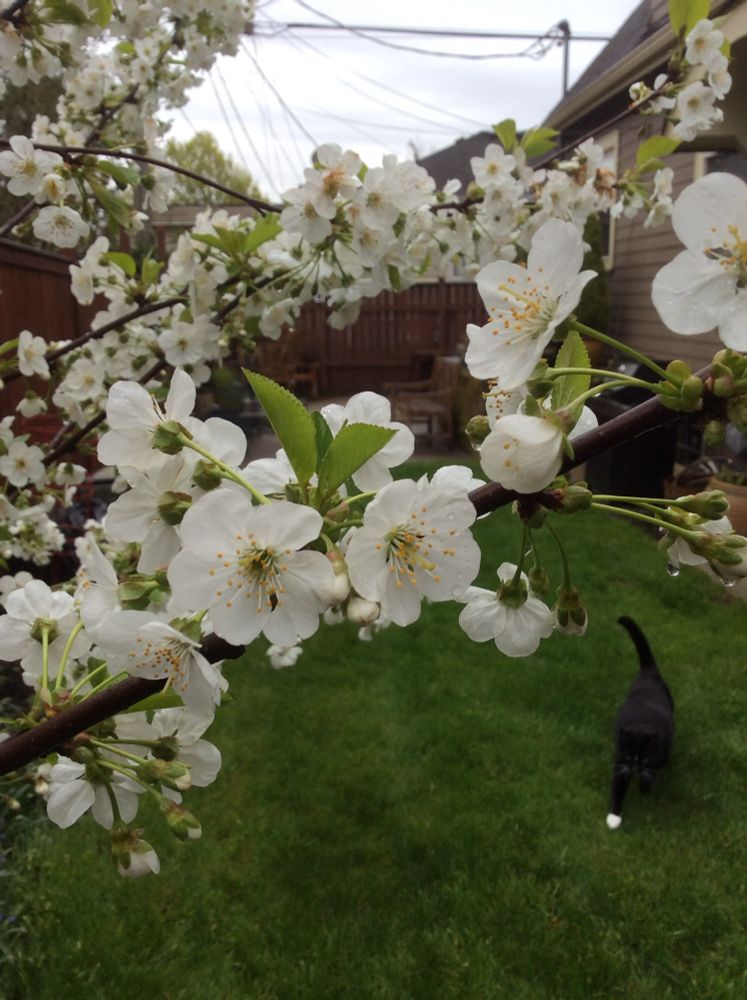 Spring cherry blossoms 