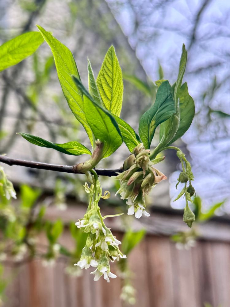 Northwest native gardening Osoberry shrub 