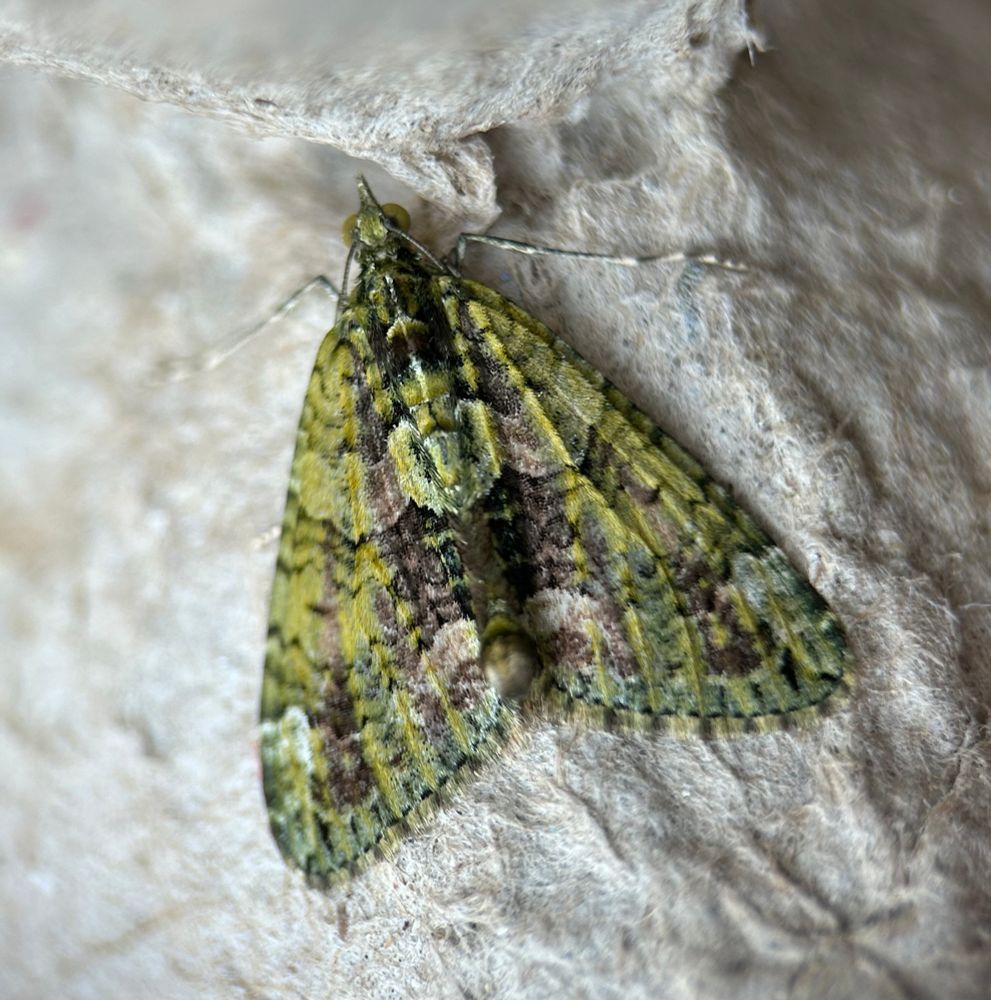 Red-green Carpet