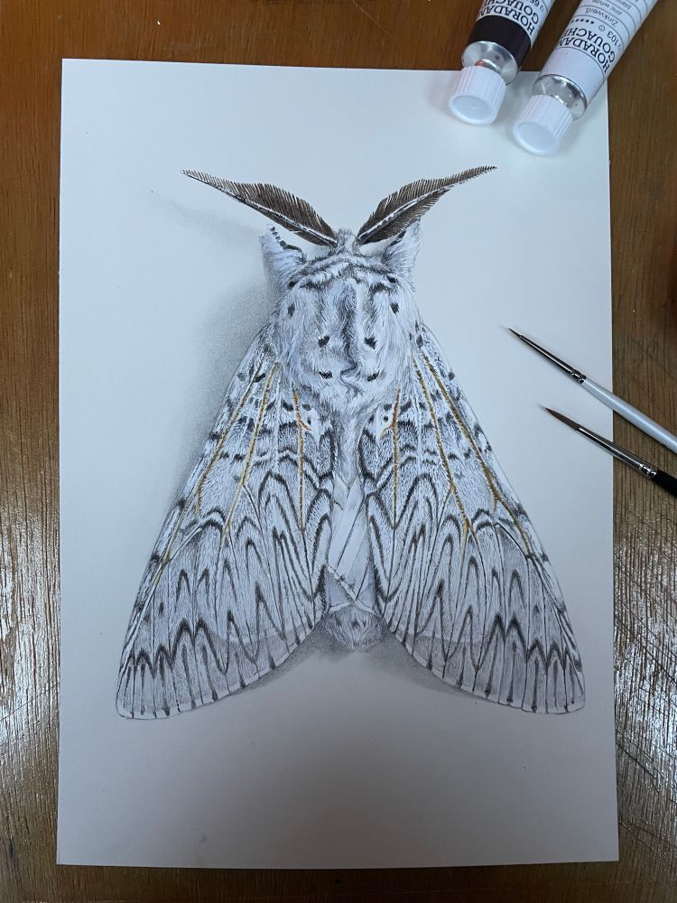 A painting of a White Puss Moth with lots of black swirly markings and dark feathery antennae