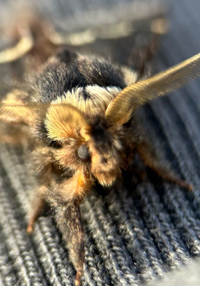 The December Moth’s fuzzy chops 
