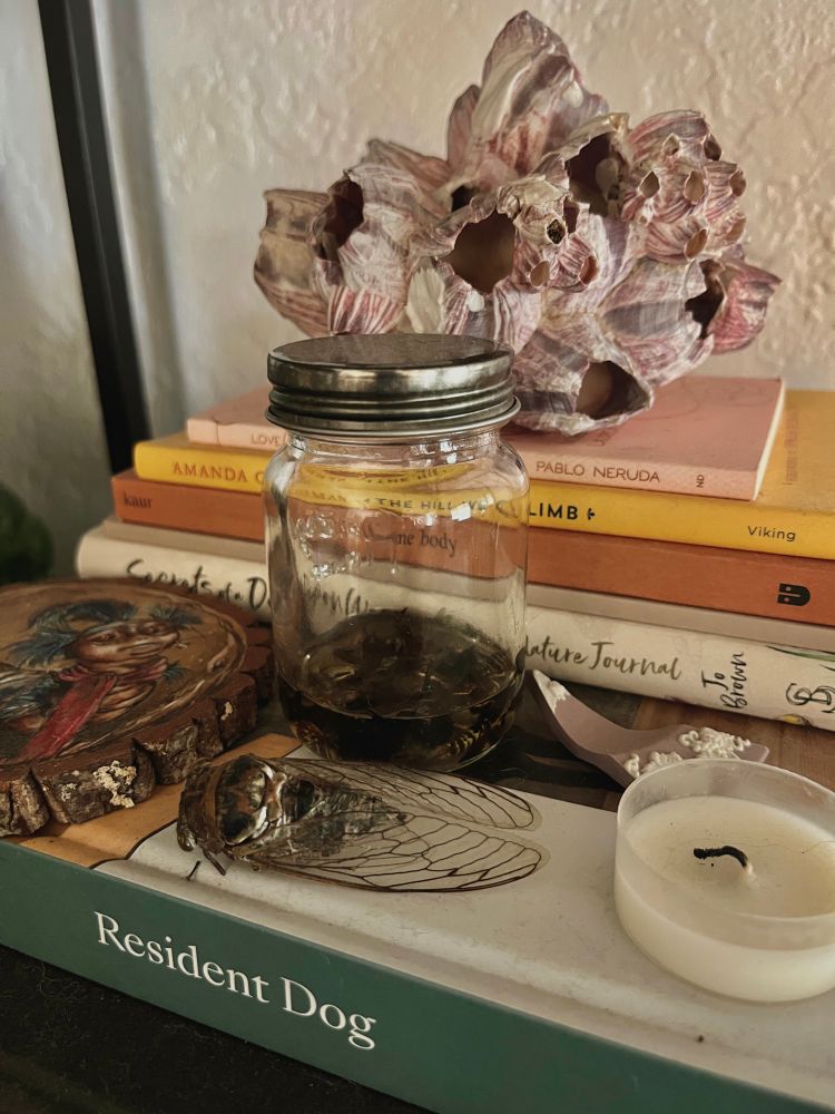 Vignette of stacked books with a dead cicada, jar of dead bees and wasps, tea candle, a broken shard of pottery, and pink barnacles 