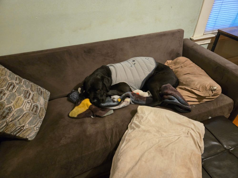 The dog has been wearing it for about 15 minutes, and just came in from being outside. She's laid down in her usual spot on the couch, still wearing the jacket, and seems relaxed and comfortable.