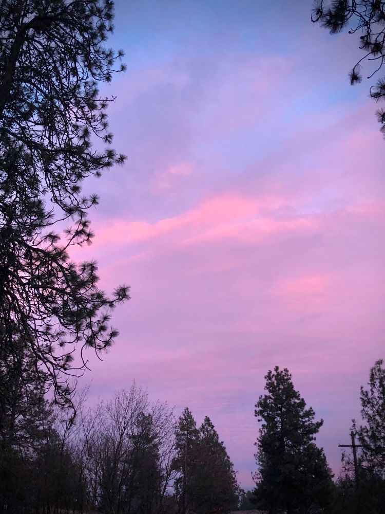 Pink and purple clouds at sunset. Pine trees in silhouette at left and bottom of frame. 